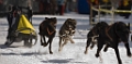 2009-03-14, Competition de traineaux a chiens au Bec-scie (111836)